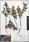 Foto von Salix lapponum L.